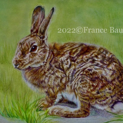 Suicidal Rabbit - 10 hours
Daler-Rowney heavy weight paper
4" x 6"
Ref: My own photo Suicidal Rabbit - 10 hours
Daler-Rowney heavy weight paper
4" x 6"
Ref: My own photo
